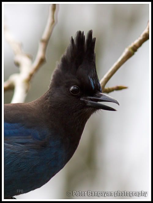 IMAGE: http://i568.photobucket.com/albums/ss130/rutlian/1203_backyard1_053-Edit.jpg