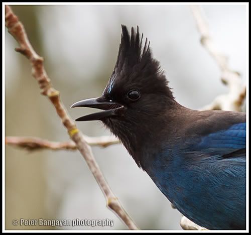 IMAGE: http://i568.photobucket.com/albums/ss130/rutlian/1203_backyard1_054-Edit.jpg