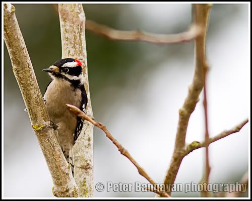 IMAGE: http://i568.photobucket.com/albums/ss130/rutlian/1203_backyard1_077-Edit.jpg