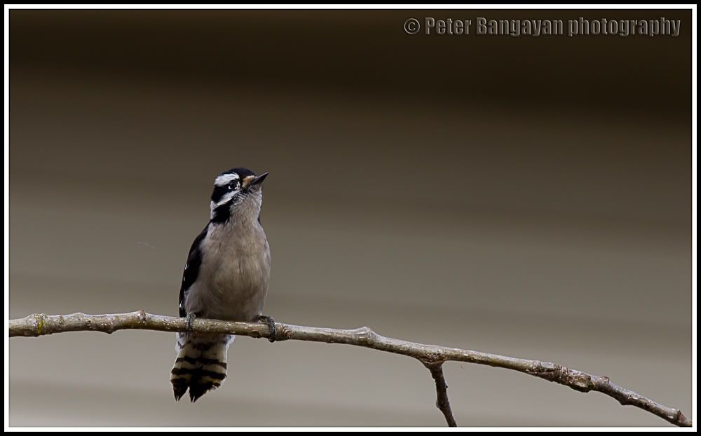 IMAGE: http://i568.photobucket.com/albums/ss130/rutlian/1203_backyard1_106-Edit.jpg