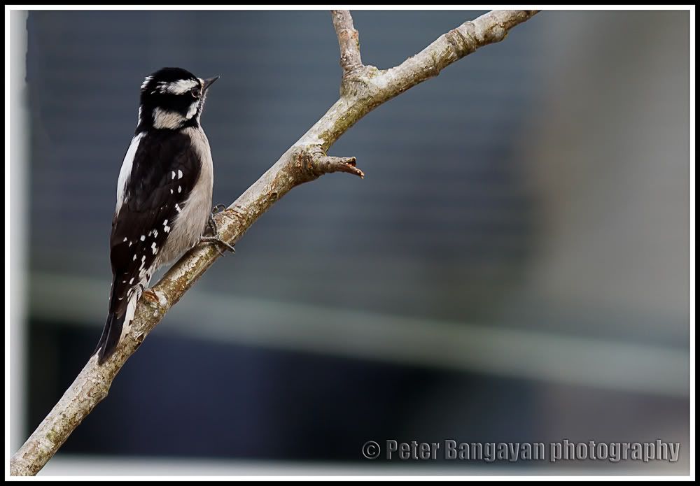 IMAGE: http://i568.photobucket.com/albums/ss130/rutlian/1203_backyard1_107-Edit.jpg