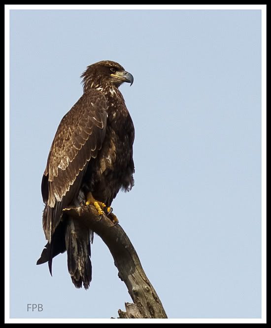 IMAGE: http://i568.photobucket.com/albums/ss130/rutlian/1203_moonhawk_024-Edit.jpg