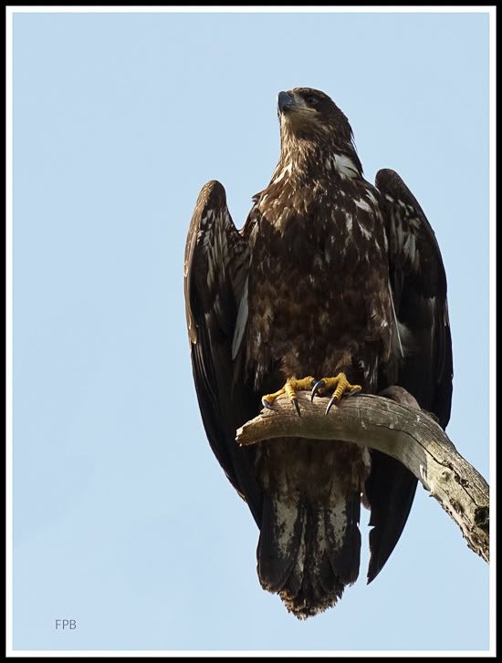 IMAGE: http://i568.photobucket.com/albums/ss130/rutlian/1203_moonhawk_032-Edit-Edit.jpg