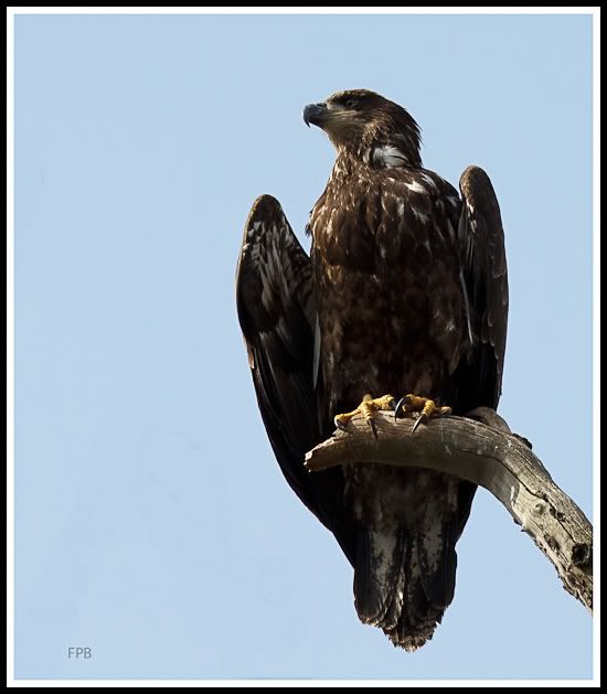 IMAGE: http://i568.photobucket.com/albums/ss130/rutlian/1203_moonhawk_037-Edit-Edit.jpg