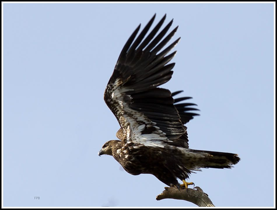 IMAGE: http://i568.photobucket.com/albums/ss130/rutlian/1203_moonhawk_039-Edit.jpg