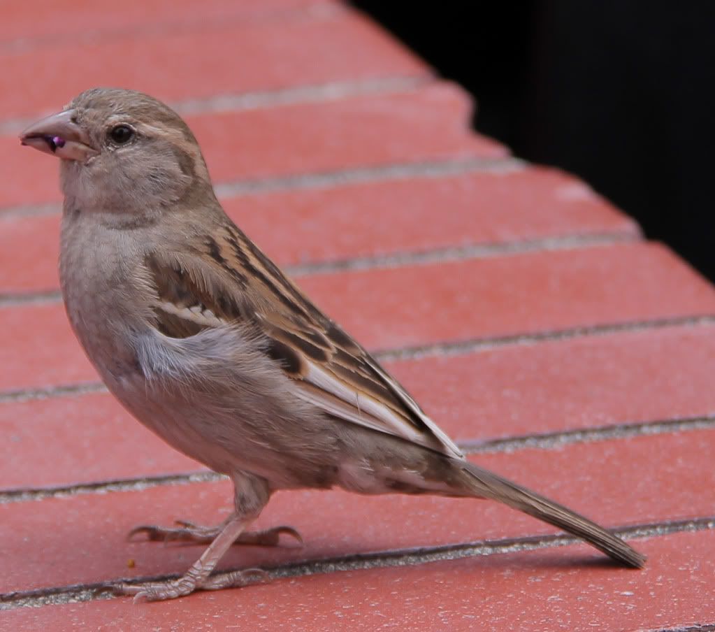 IMAGE: http://i568.photobucket.com/albums/ss130/rutlian/IMG_1374.jpg