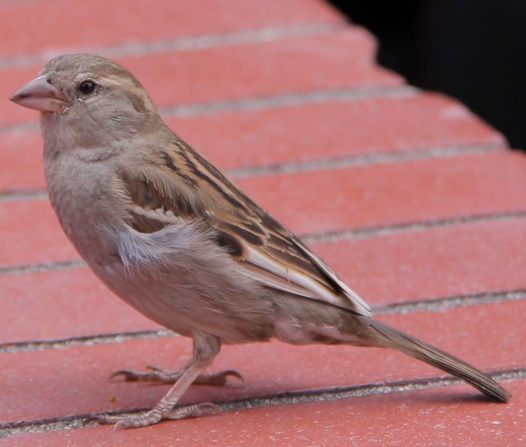 IMAGE: http://i568.photobucket.com/albums/ss130/rutlian/IMG_1375.jpg