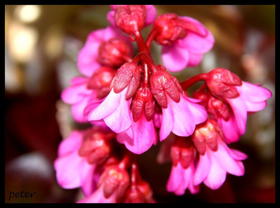 IMAGE: http://i568.photobucket.com/albums/ss130/rutlian/IMG_1618.jpg