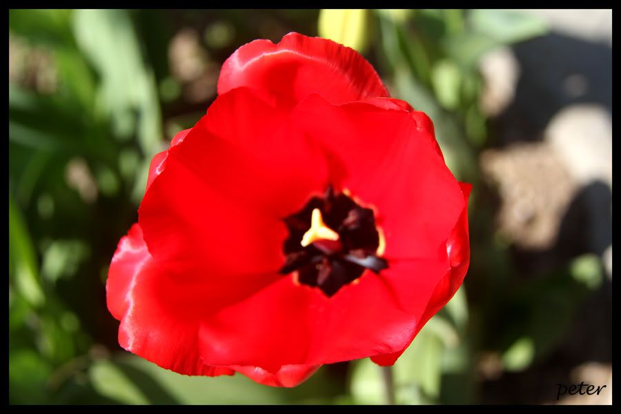 IMAGE: http://i568.photobucket.com/albums/ss130/rutlian/IMG_1639.jpg