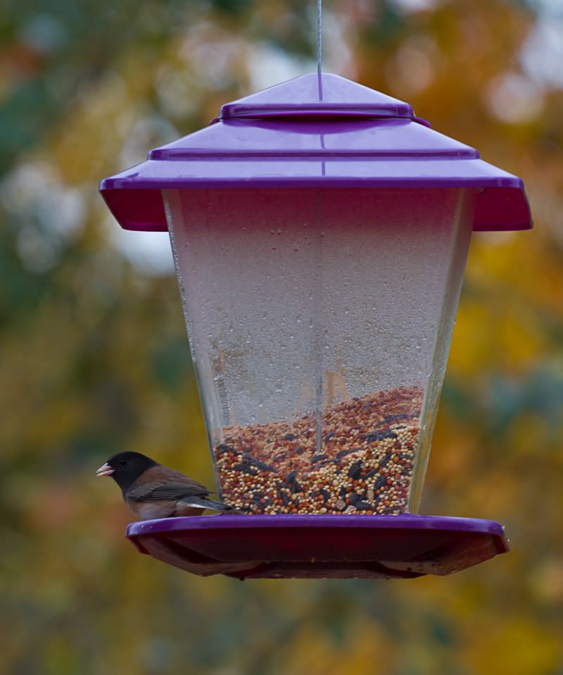 IMAGE: http://i568.photobucket.com/albums/ss130/rutlian/IMG_1802.jpg