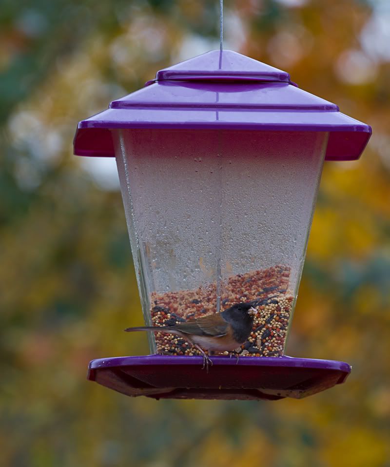 IMAGE: http://i568.photobucket.com/albums/ss130/rutlian/IMG_1807-2.jpg