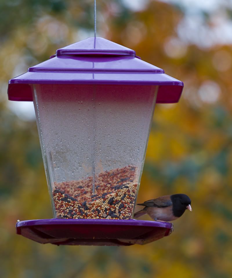 IMAGE: http://i568.photobucket.com/albums/ss130/rutlian/IMG_1808.jpg