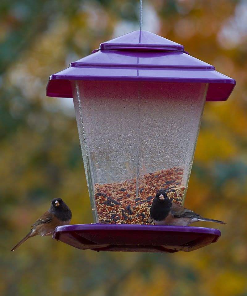 IMAGE: http://i568.photobucket.com/albums/ss130/rutlian/IMG_1845.jpg