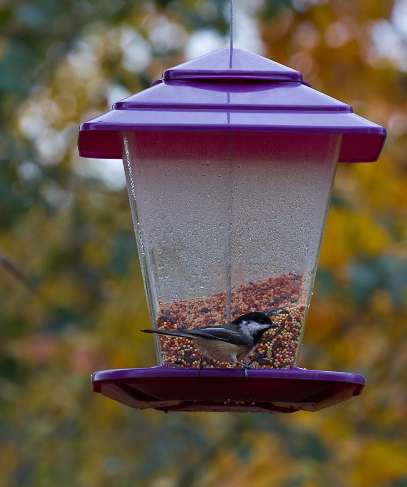 IMAGE: http://i568.photobucket.com/albums/ss130/rutlian/IMG_1854.jpg