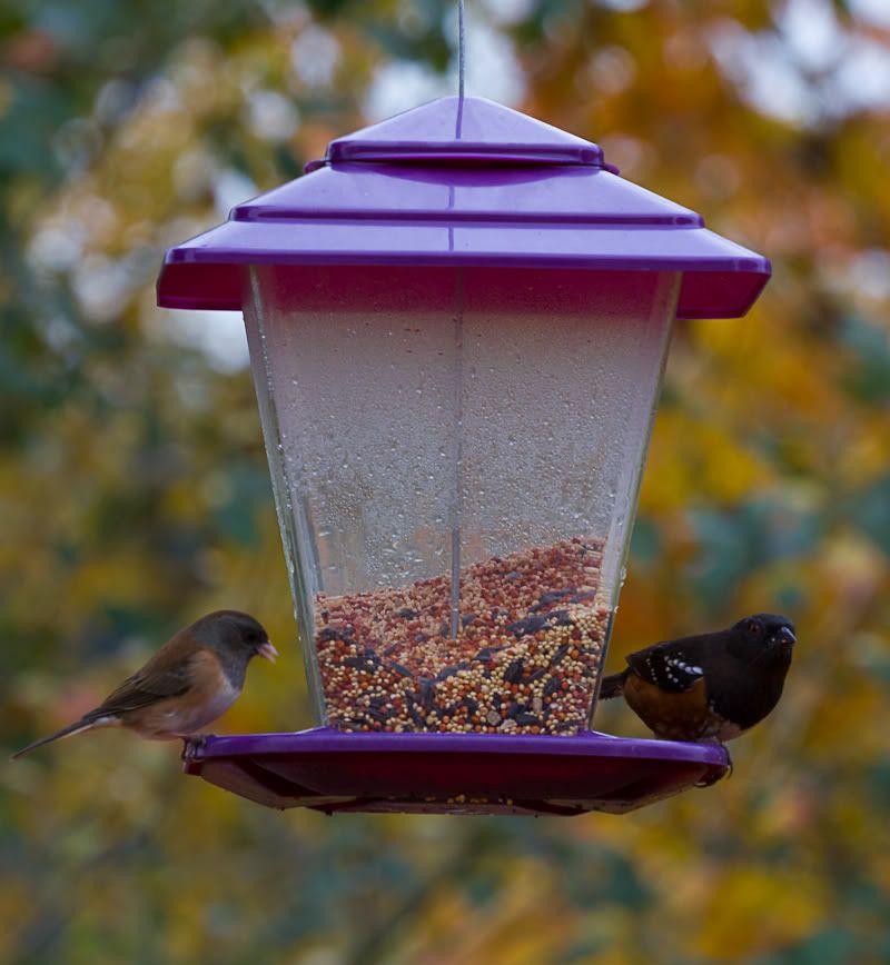 IMAGE: http://i568.photobucket.com/albums/ss130/rutlian/IMG_1947.jpg