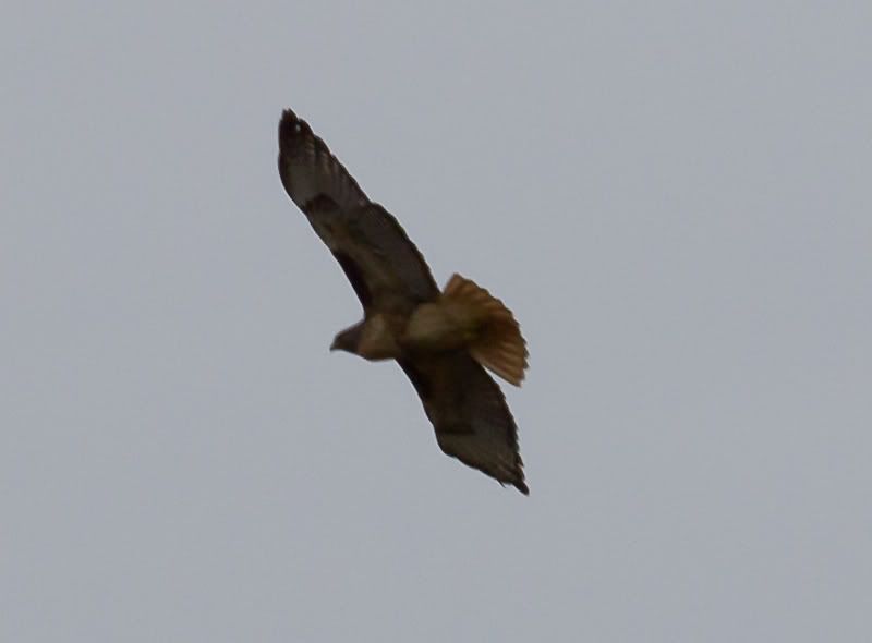 IMAGE: http://i568.photobucket.com/albums/ss130/rutlian/IMG_1969.jpg