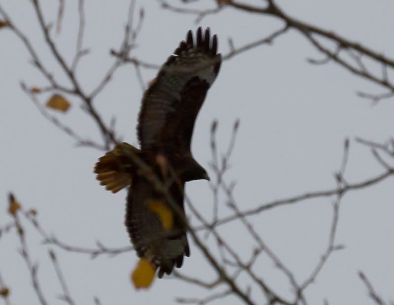 IMAGE: http://i568.photobucket.com/albums/ss130/rutlian/IMG_1970-1.jpg