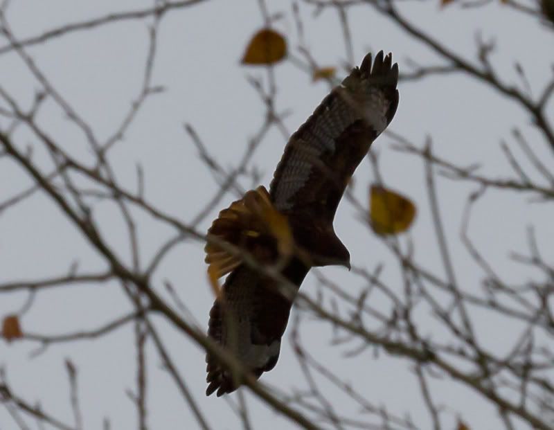 IMAGE: http://i568.photobucket.com/albums/ss130/rutlian/IMG_1971.jpg