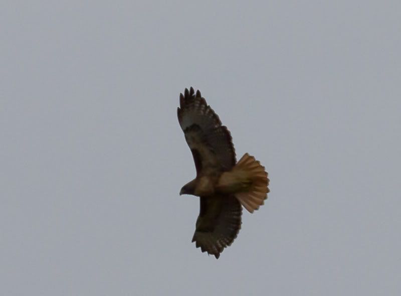 IMAGE: http://i568.photobucket.com/albums/ss130/rutlian/IMG_1973.jpg