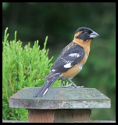 IMAGE: http://i568.photobucket.com/albums/ss130/rutlian/IMG_3421-2.jpg