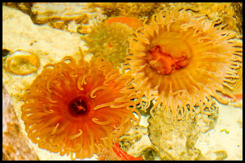 IMAGE: http://i568.photobucket.com/albums/ss130/rutlian/IMG_5730.jpg