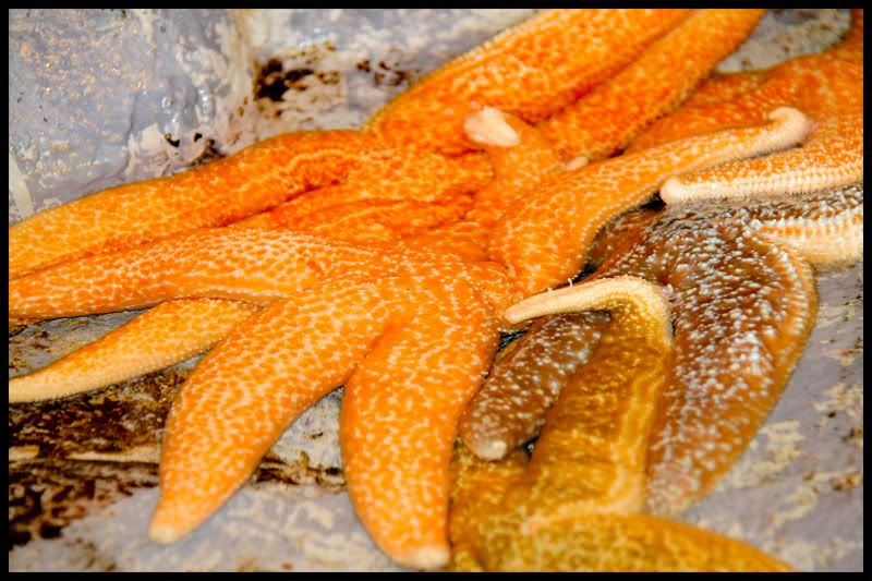 IMAGE: http://i568.photobucket.com/albums/ss130/rutlian/IMG_5732.jpg