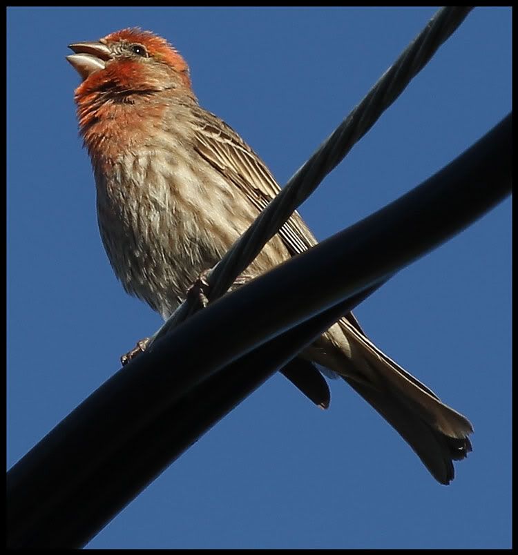 IMAGE: http://i568.photobucket.com/albums/ss130/rutlian/IMG_6963.jpg