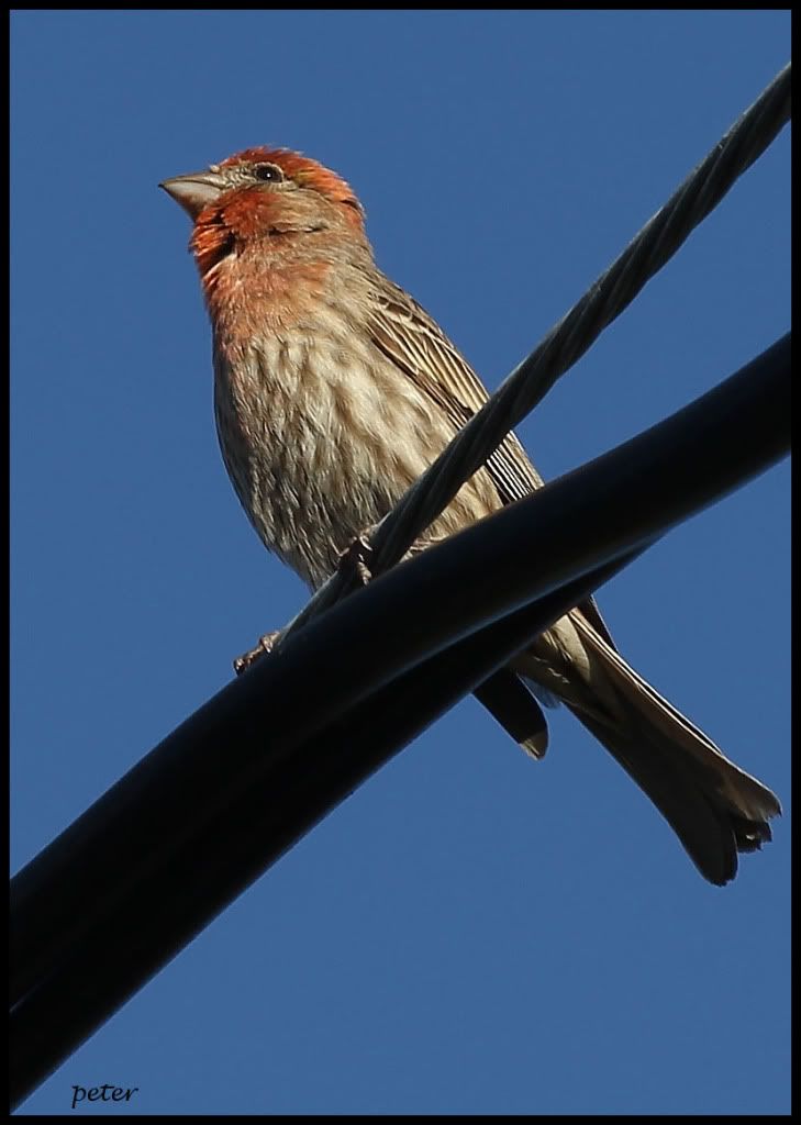 IMAGE: http://i568.photobucket.com/albums/ss130/rutlian/IMG_6964.jpg