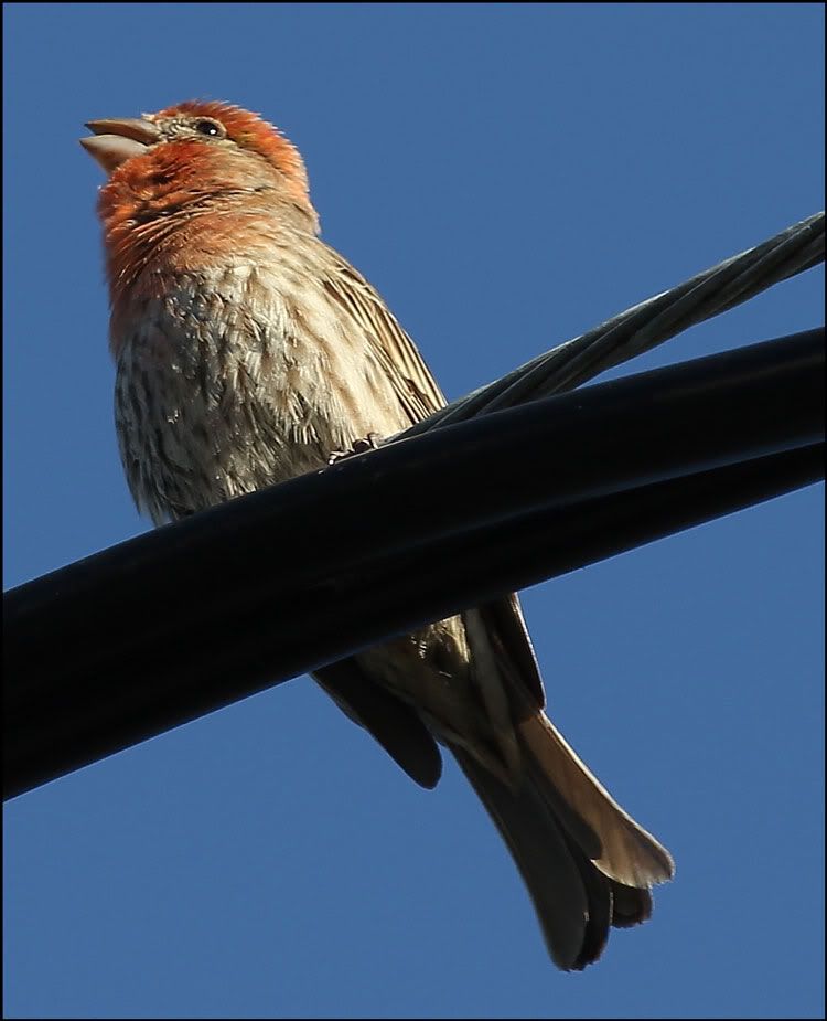 IMAGE: http://i568.photobucket.com/albums/ss130/rutlian/IMG_6973.jpg