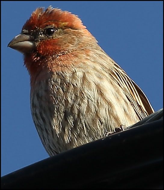 IMAGE: http://i568.photobucket.com/albums/ss130/rutlian/IMG_6974.jpg