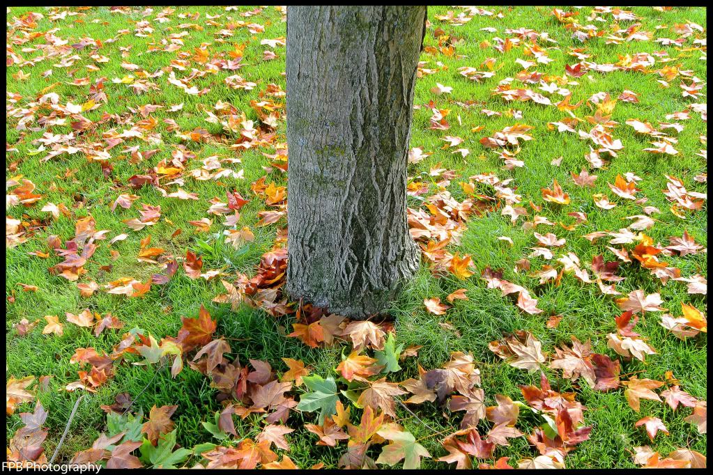 IMAGE: http://i568.photobucket.com/albums/ss130/rutlian/IMG_9849-Edit.jpg