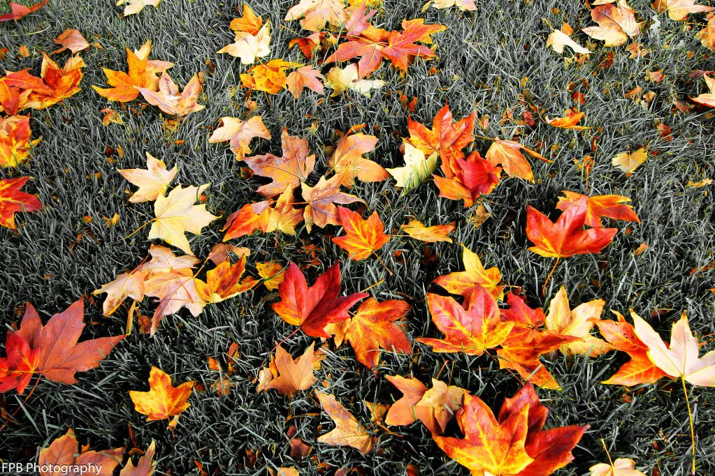 IMAGE: http://i568.photobucket.com/albums/ss130/rutlian/IMG_9853-Edit.jpg