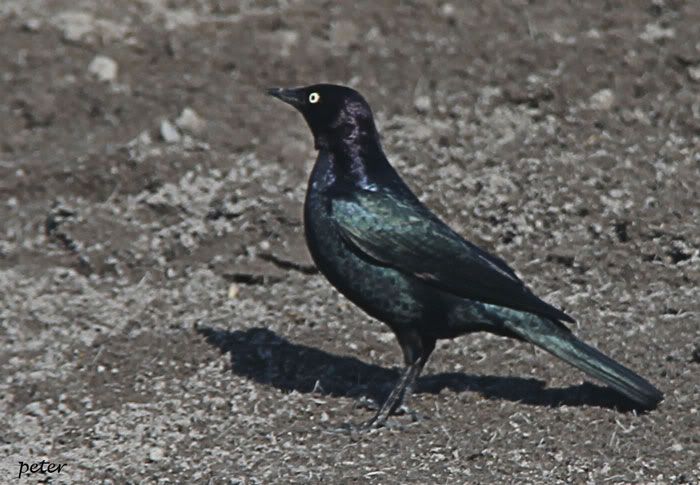 IMAGE: http://i568.photobucket.com/albums/ss130/rutlian/Untitled-1.jpg