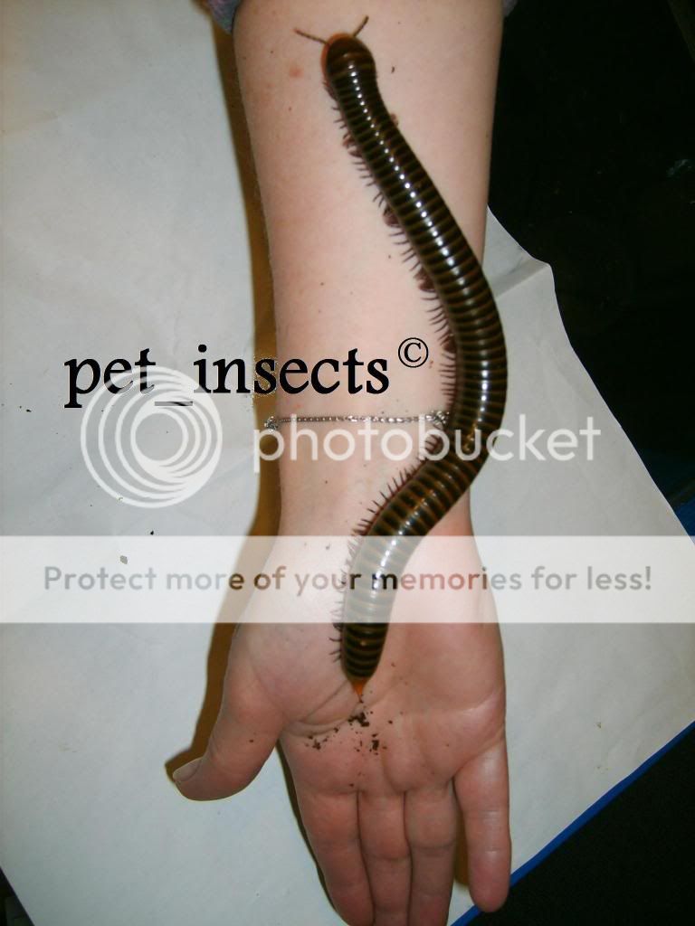 Harpagophoridae sp (Giant Asian Millipede) 1 - pet_insects C Pictures, Images and Photos